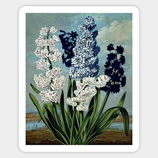 Botanical Art Temple Of Flora Hyacinths Sticker